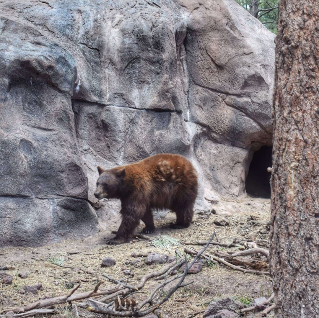 Bears. At Bearizona.