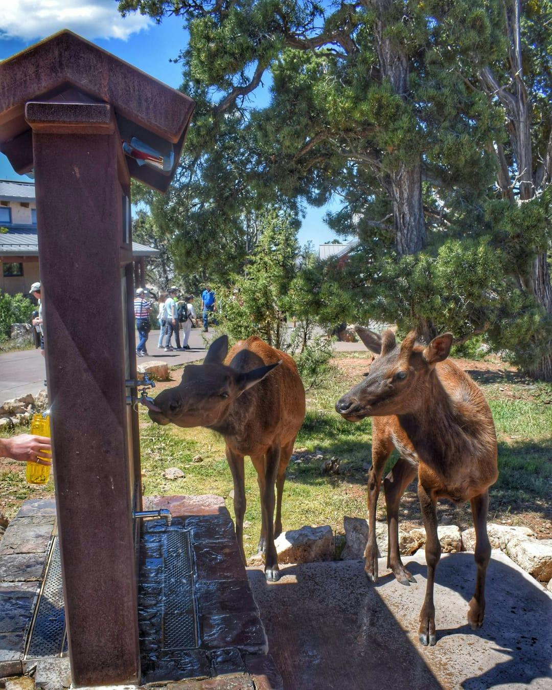 Wild Elk stealing human water at the Visitor's Center