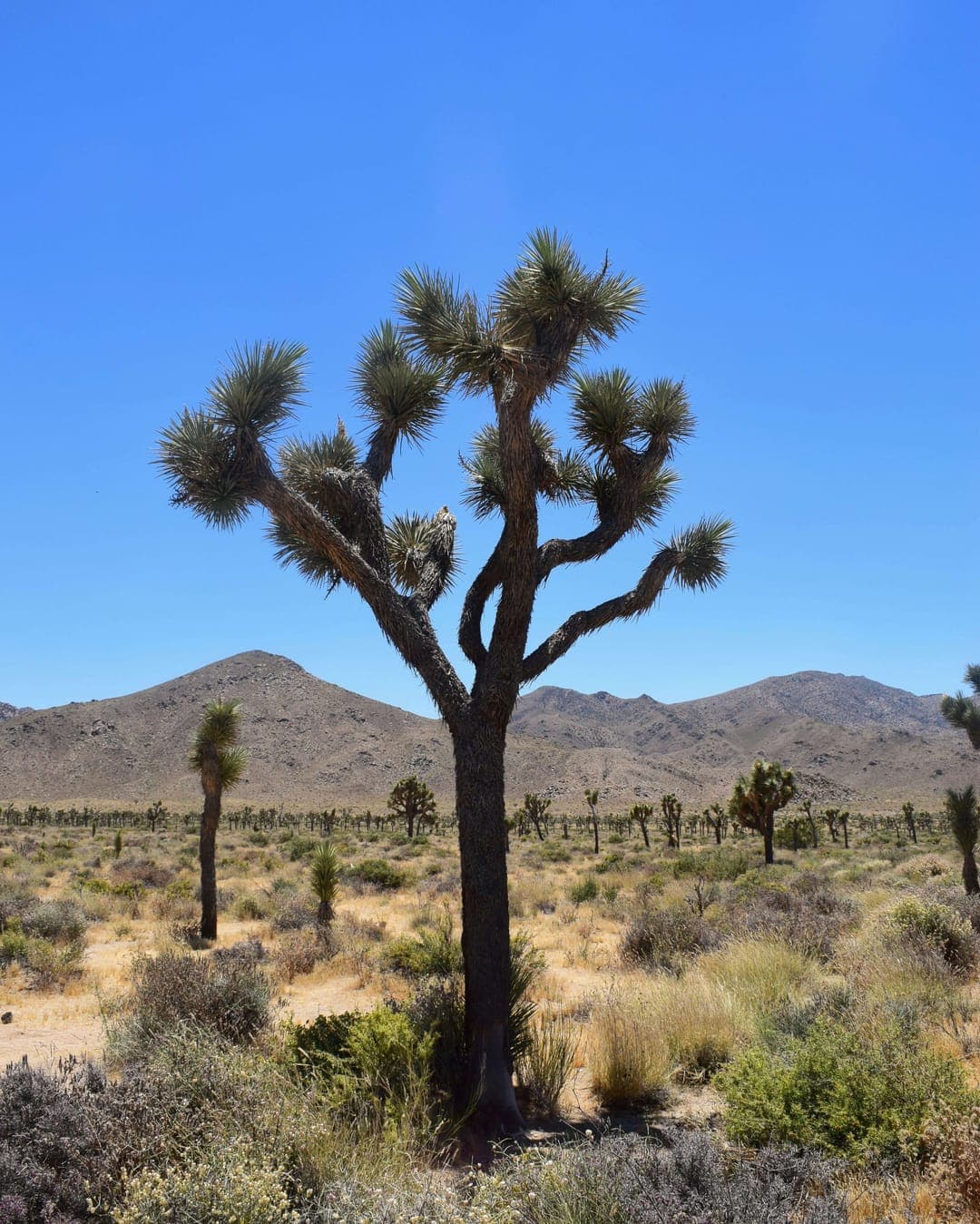 A Joshua Tree in Joshua Tree National Park